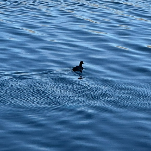 Meet the Posher Other - Meet your Posher, Keri!